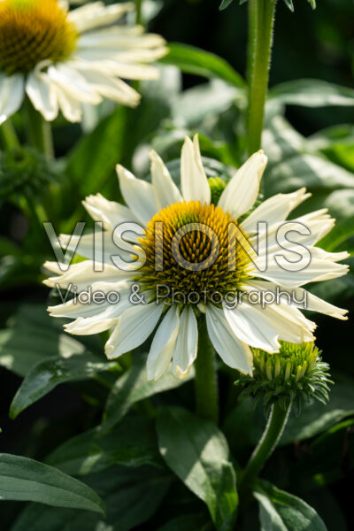 Echinacea purpurea SunMagic Vintage Pearl White Echinacea purpurea SunMagic Vintage Pearl White