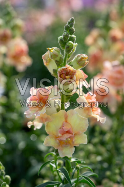 Antirrhinum majus DoubleShot™ Peach Antirrhinum majus DoubleShot™ Peach