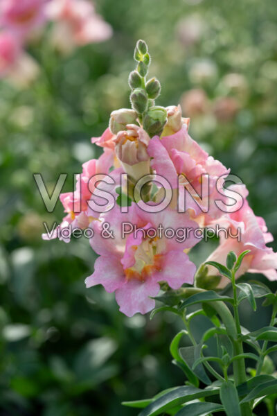 Antirrhinum majus DoubleShot™ Appleblossom Antirrhinum majus DoubleShot™ Appleblossom