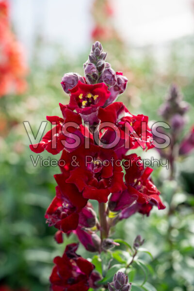 Antirrhinum majus DoubleShot™ Crimson Red