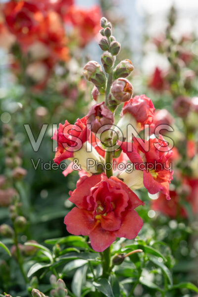 Antirrhinum majus DoubleShot™ Orange Bicolour