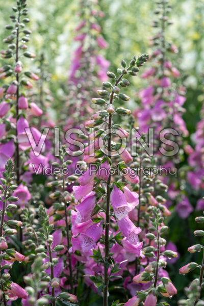 Digitalis purpurea HanaBee Deep Rose Digitalis purpurea HanaBee Deep Rose