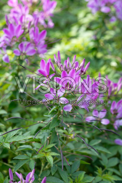 Cleome Lavender Dreams Cleome Lavender Dreams