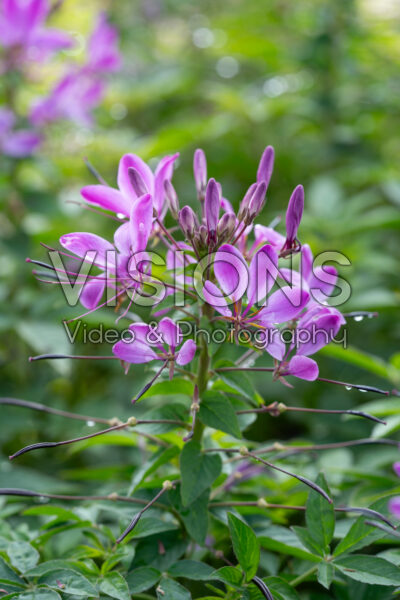 Cleome Lavender Dreams