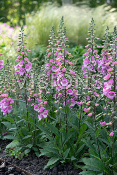 Digitalis purpurea HanaBee Deep Rose Digitalis purpurea HanaBee Deep Rose
