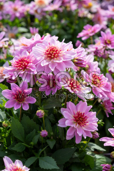 Dahlia coccinea Dalina® Maxi Starburst Pink Dahlia coccinea Dalina® Maxi Starburst Pink