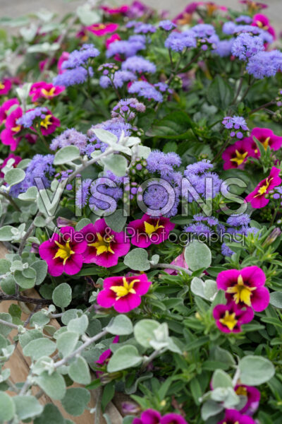 Mixed annuals