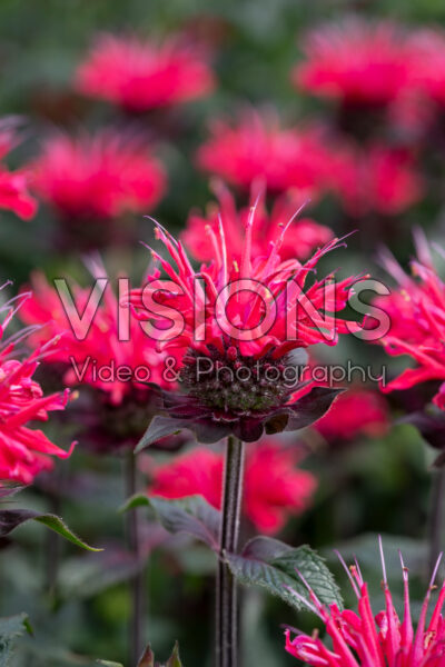 Monarda Superwings Monarda Superwings