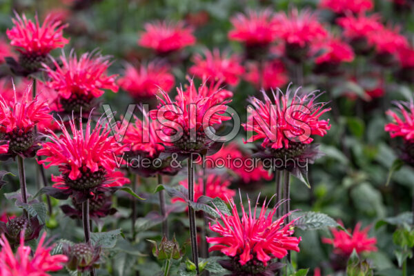 Monarda red