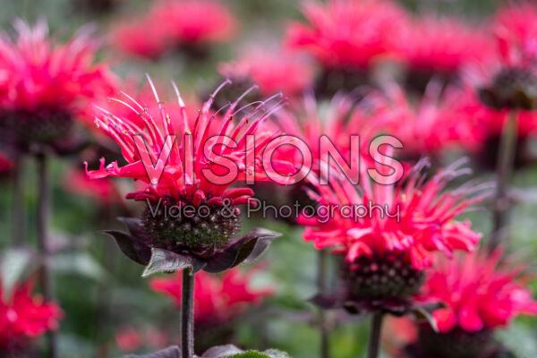 Monarda rood Monarda rood
