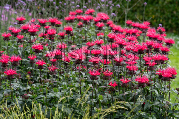 Monarda Superwings Monarda Superwings