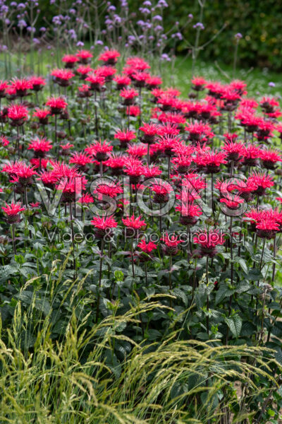Monarda Superwings Monarda Superwings