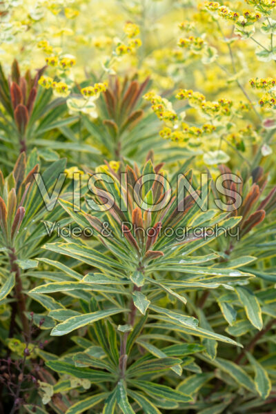 Euphorbia Ascot Rainbow Euphorbia Ascot Rainbow