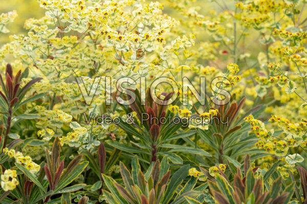 Euphorbia Ascot Rainbow Euphorbia Ascot Rainbow