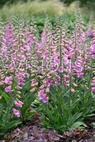 Digitalis purpurea HanaBee Deep Rose Digitalis purpurea HanaBee Deep Rose