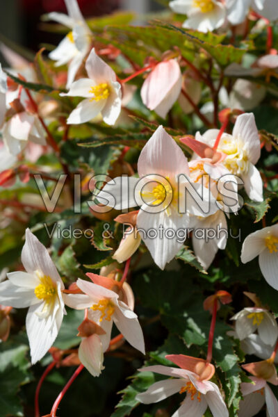 Begonia x hybrida Funky White