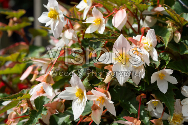 Begonia x hybrida Funky White Begonia x hybrida Funky White