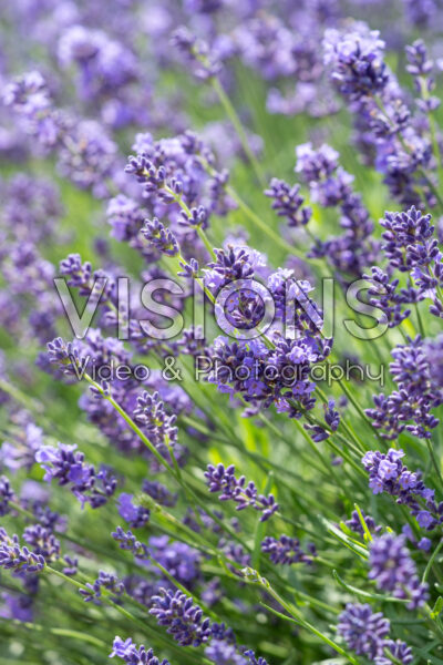 Lavandula angustifolia Essence Purple Lavandula angustifolia Essence Purple