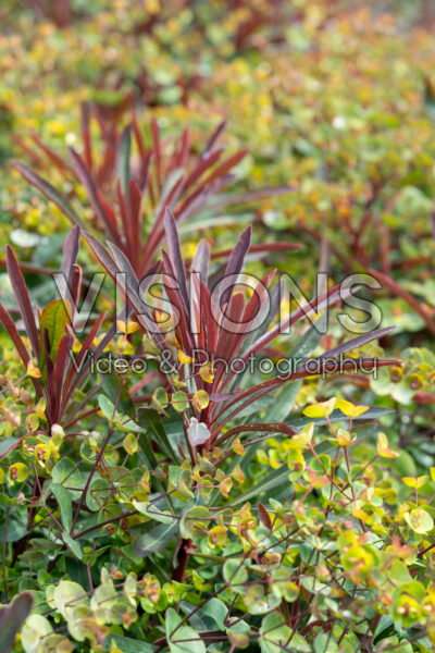Euphorbia Miner's Merlot Euphorbia Miner's Merlot