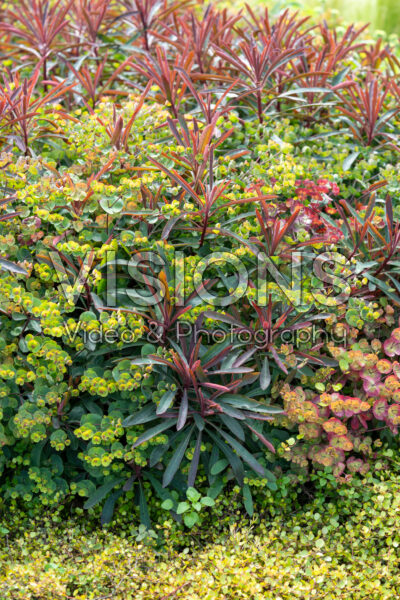 Euphorbia Miner's Merlot