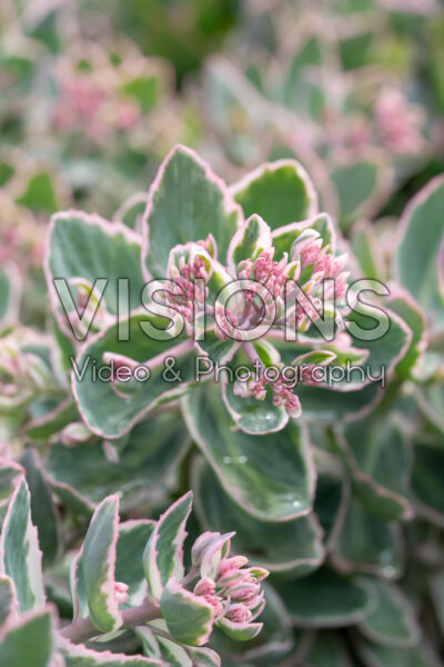 Sedum La Vie en Rose Sedum La Vie en Rose