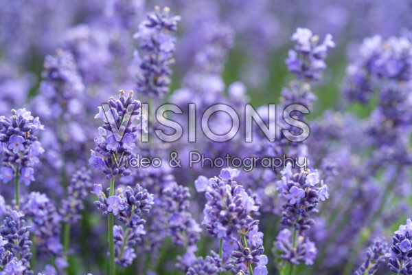 Lavandula angustifolia Essence Purple Lavandula angustifolia Essence Purple
