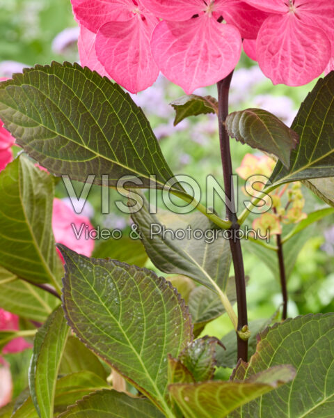 Hydrangea Black SteelĀ® Red fox Hydrangea Black SteelĀ® Red fox