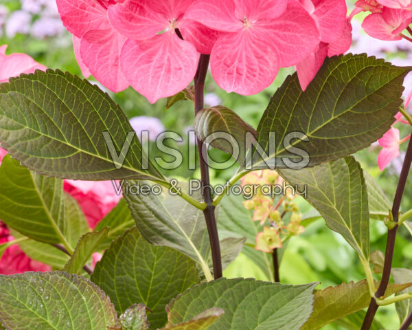 Hydrangea Black SteelĀ® Red fox Hydrangea Black SteelĀ® Red fox