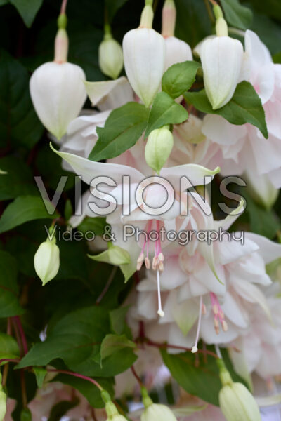 Fuchsia Pink Marshmallow Fuchsia Pink Marshmallow