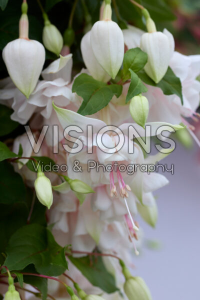 Fuchsia Pink Marshmallow Fuchsia Pink Marshmallow