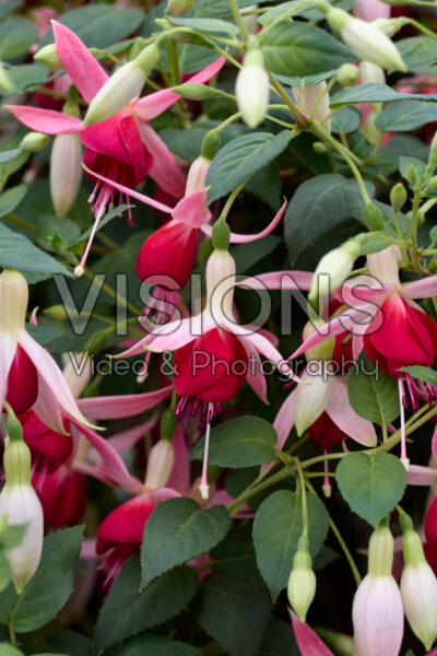 Fuchsia Celia Smedley Fuchsia Celia Smedley