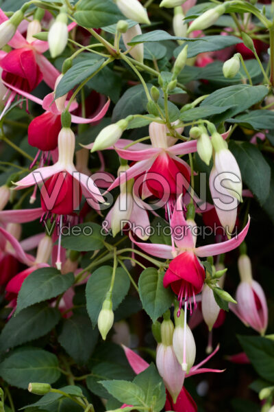 Fuchsia Celia Smedley Fuchsia Celia Smedley
