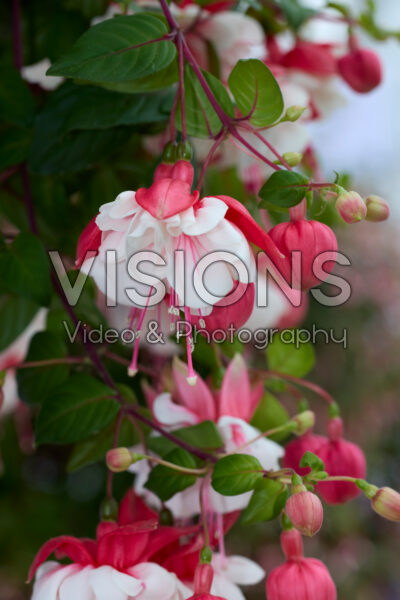 Fuchsia Swingtime Fuchsia Swingtime