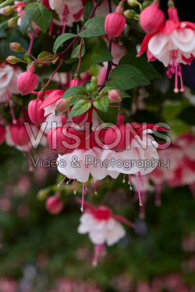 Fuchsia Swingtime Fuchsia Swingtime