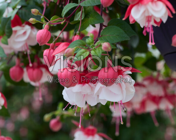 Fuchsia Swingtime Fuchsia Swingtime