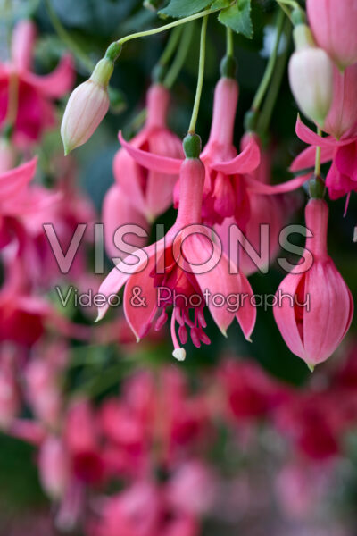 Fuchsia Blaze Away Fuchsia Blaze Away