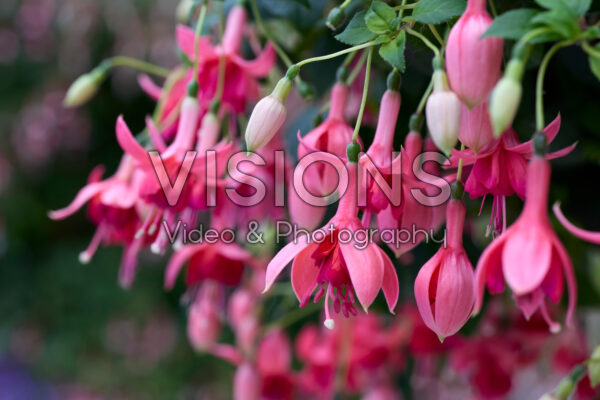 Fuchsia Blaze Away Fuchsia Blaze Away