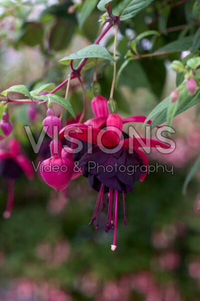 Fuchsia Millennium Fuchsia Millennium