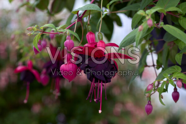 Fuchsia Millennium Fuchsia Millennium