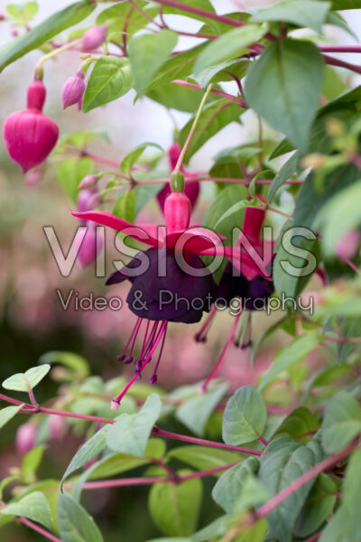 Fuchsia Millennium Fuchsia Millennium