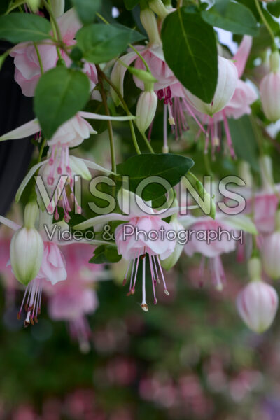 Fuchsia Claudia Fuchsia Claudia