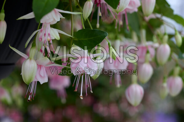 Fuchsia Claudia Fuchsia Claudia
