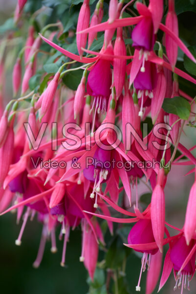 Fuchsia Red Spider Fuchsia Red Spider