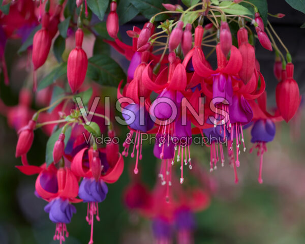 Fuchsia Multa Fuchsia Multa