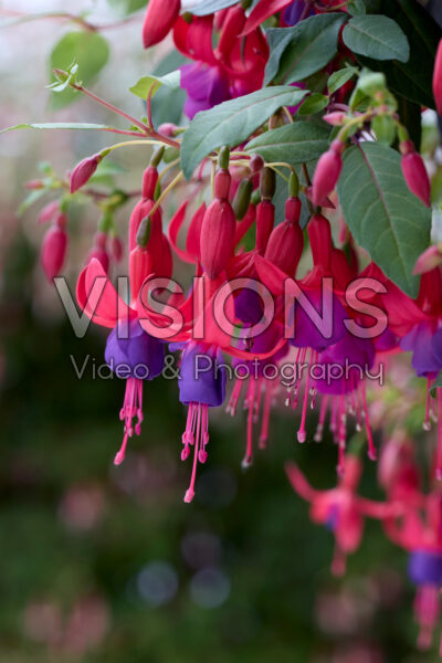 Fuchsia Multa Fuchsia Multa