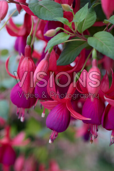 Fuchsia Balcony Queen