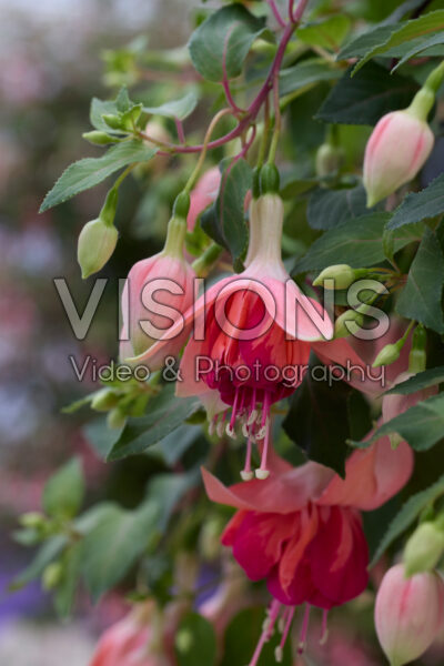 Fuchsia Bicentennial