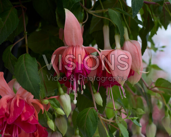 Fuchsia Bicentennial Fuchsia Bicentennial