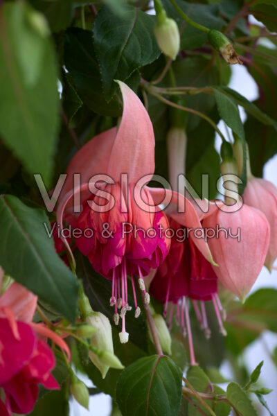 Fuchsia Bicentennial