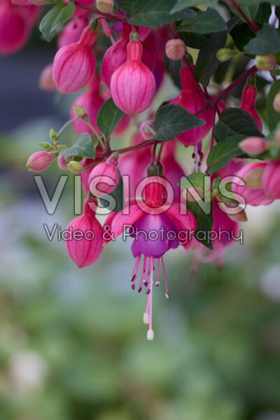 Fuchsia Ringwood Market Fuchsia Ringwood Market